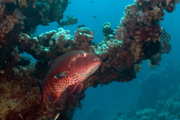 Koraal grouper in de rode zee. — Stockfoto