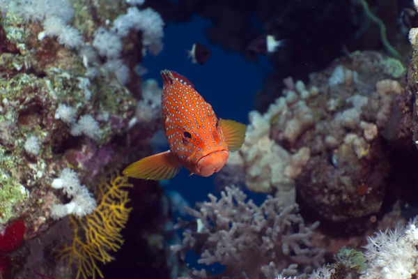 红海的珊瑚后遗症. — 图库照片