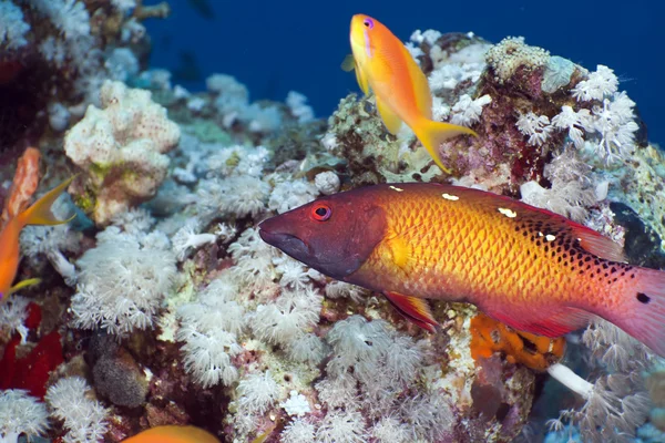 Dianas hogfish i Röda havet. — Stockfoto