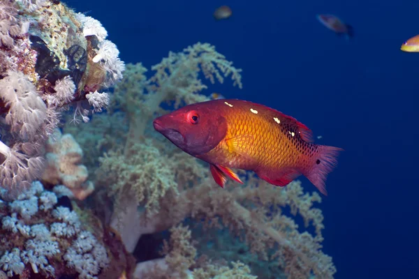 Hogfish di Diana nel Mar Rosso . — Foto Stock