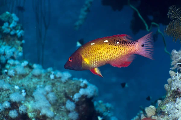 Diana hogfish w Morzu Czerwonym. — Zdjęcie stockowe