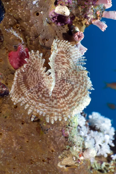 Prachovka červ v Rudém moři. — Stock fotografie
