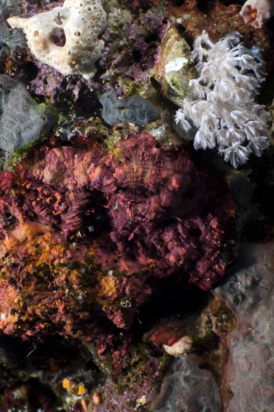 东拼西凑的红海的热带珊瑚礁. — 图库照片