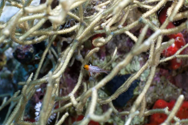 Merluzzo giallo in un corallo corneo annuito . — Foto Stock