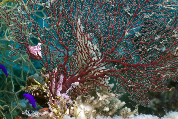 Coral caliente asintió en el Mar Rojo . — Foto de Stock