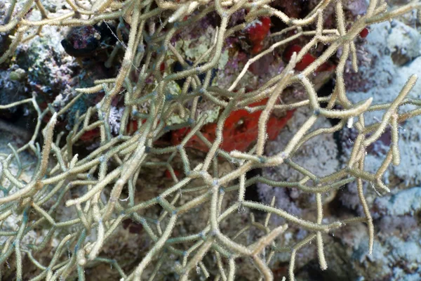 红海中的带角珊瑚. — 图库照片