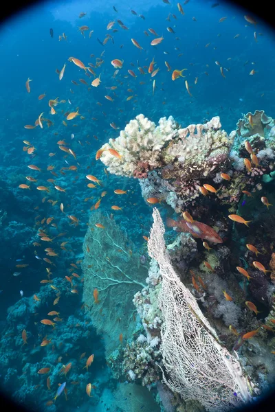 Tropical reef in the Red Sea. — Stock Photo, Image