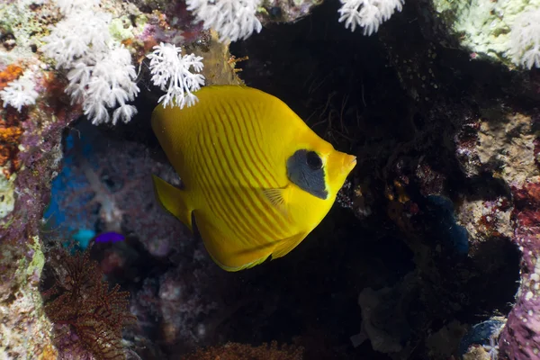 Masked butterflyfish in the Red Sea. — Stock Photo, Image