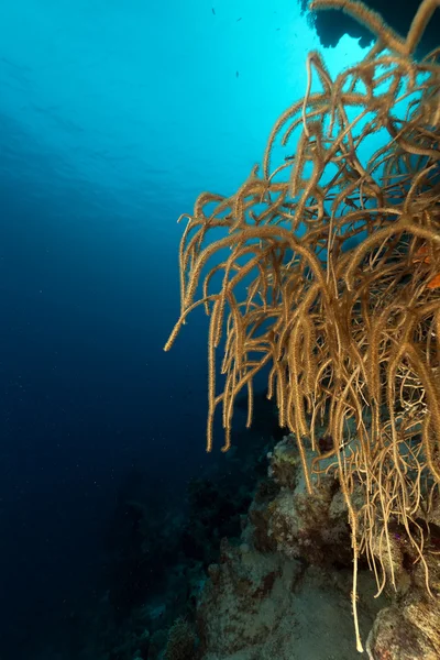 Asintió corales calientes en el Mar Rojo . —  Fotos de Stock