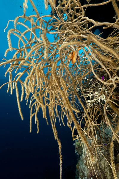 Noded nadržená korály v Rudém moři. — Stock fotografie