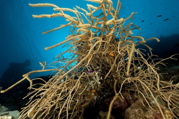 Noded nadržená korály v Rudém moři. — Stock fotografie