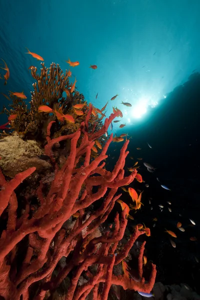 Toxic finger sponge in the Red Sea. — Stock Photo, Image