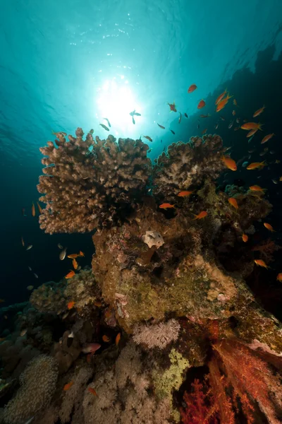 Récif tropical en mer Rouge. — Photo