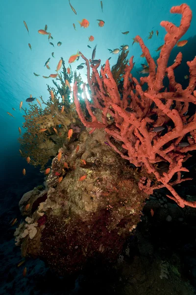 Giftiga finger svamp i Röda havet. — Stockfoto