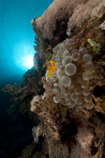 Bańka Anemon i anemonefish w Morzu Czerwonym. — Zdjęcie stockowe