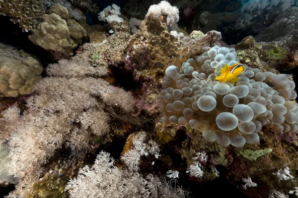 Blasenanemone und Anemonenfische im Roten Meer. — Stockfoto