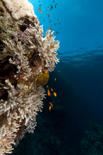 Arrecife tropical en el Mar Rojo . —  Fotos de Stock