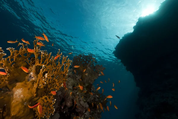 Arrecife tropical en el Mar Rojo . — Foto de Stock