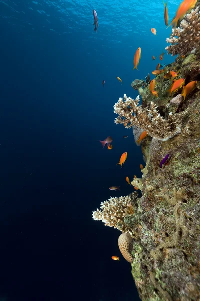 Tropisch rif in de Rode Zee. — Stockfoto