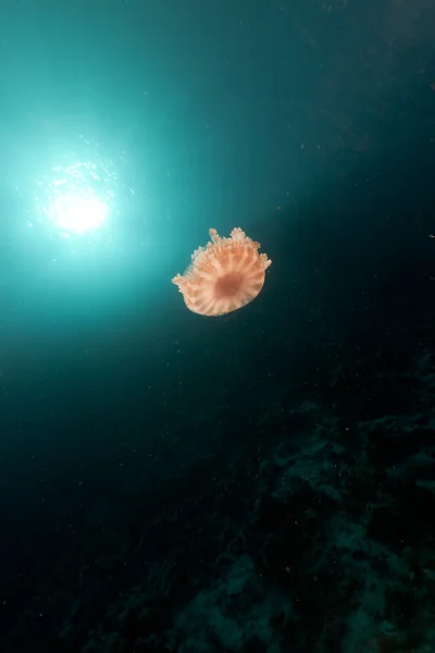 Květák medúzy v Rudém moři. — Stock fotografie