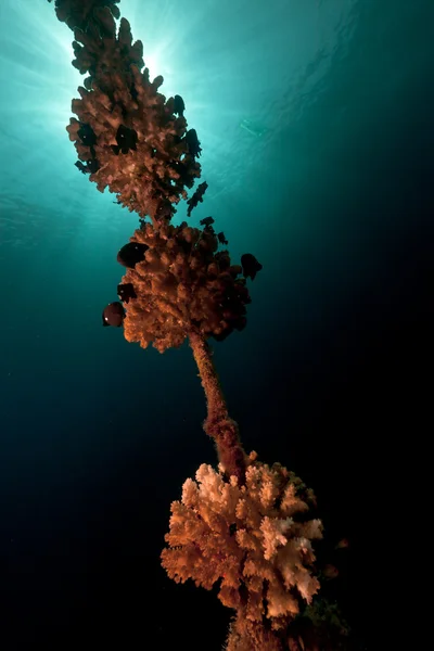 Якорная линия с кораллами в Красном море . — стоковое фото