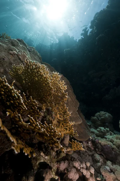 Καθαρό κοράλλι φωτιάς στην Ερυθρά Θάλασσα. — Φωτογραφία Αρχείου