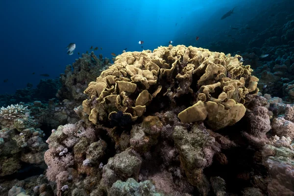 Leaf koraller i Röda havet. — Stockfoto