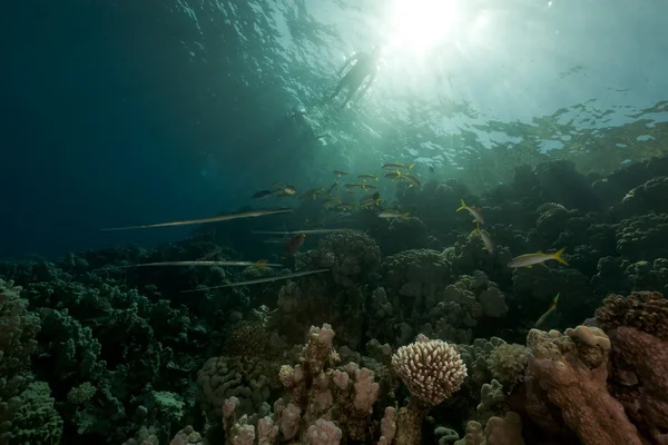Arrecife tropical en el Mar Rojo . — Foto de Stock