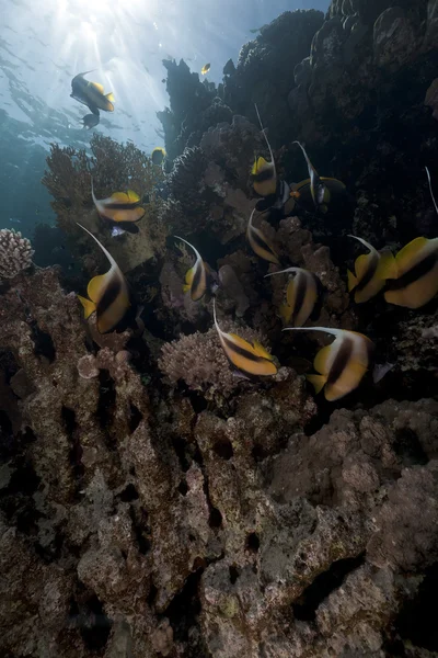 Bannerfische im Roten Meer. — Stockfoto