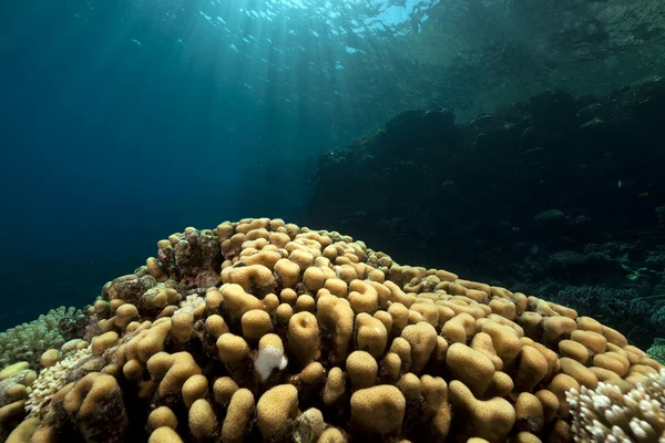 Coral cúpula no Mar Vermelho . — Fotografia de Stock