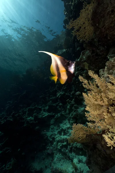 Bannerfish v Rudém moři. — Stock fotografie