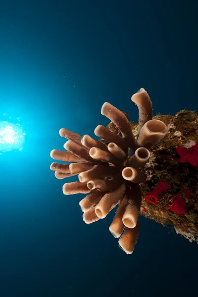 Koloniální trubka houba v Rudém moři. — Stock fotografie