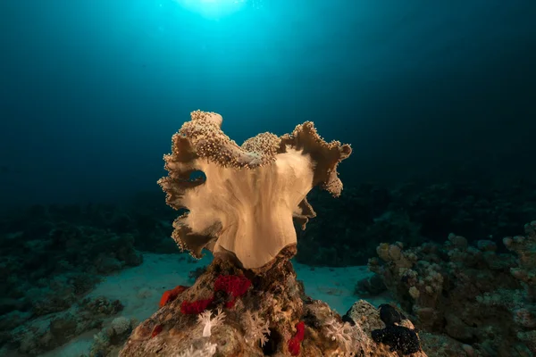 Coral de couro no Mar Vermelho . — Fotografia de Stock