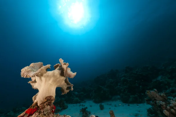 Corallo di pelle nel Mar Rosso . — Foto Stock