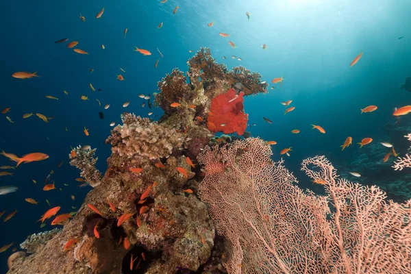 Ventilateur de mer et récif tropical en mer Rouge. — Photo