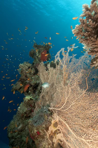 Морской вентилятор и тропический риф в Красном море . — стоковое фото