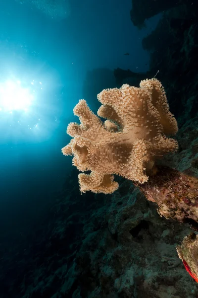 Slizký kožený korál v Rudém moři. — Stock fotografie