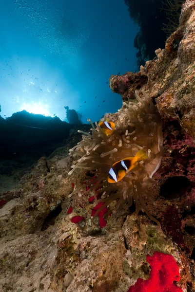 Prachtanemonen und Anemonenfische im Roten Meer. — Stockfoto