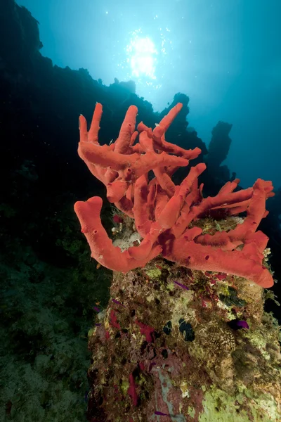 Toksyczne palec koralowych w Morzu Czerwonym. — Zdjęcie stockowe