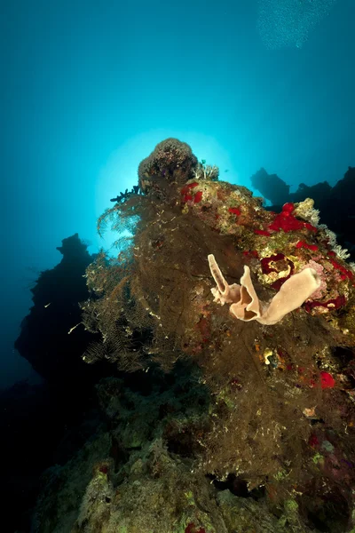 Чёрные кораллы в Красном море . — стоковое фото
