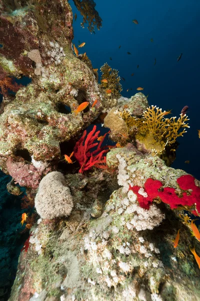 Karang tropis di Laut Merah. — Stok Foto