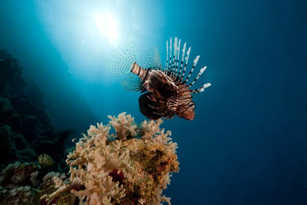 Lionfish w Morzu Czerwonym. — Zdjęcie stockowe