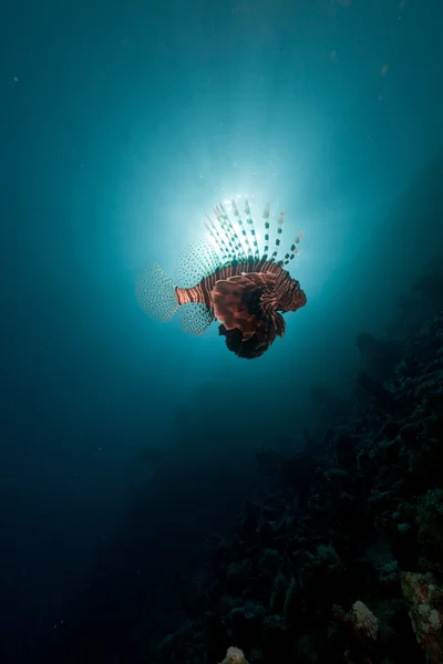 홍해에 사는 연어. — 스톡 사진