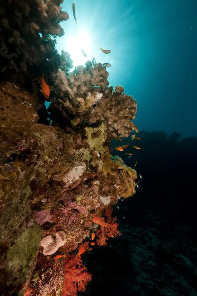 Recifes tropicais no Mar Vermelho . — Fotografia de Stock