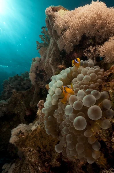 Blasenanemone und Anemonenfische im Roten Meer. — Stockfoto