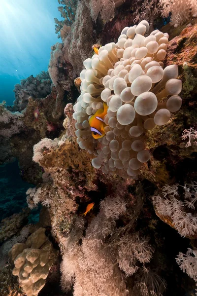 Bubble anemone and anemonefish in the Red Sea. — Stock Photo, Image