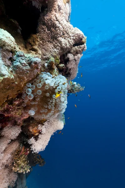 Bublina Sasanka a anemonefish v Rudém moři. — Stock fotografie