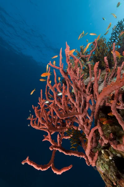Toksik parmak sünger kızıl denizi. — Stok fotoğraf