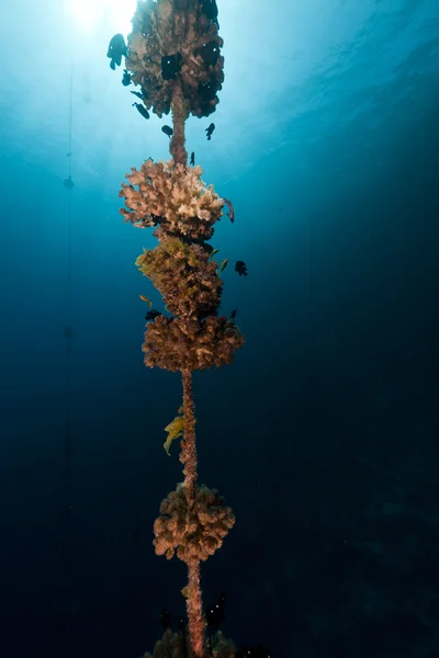 Αγκυροβολημένο ατσαλόσυρμα με κοράλλια στην Ερυθρά θάλασσα. — Φωτογραφία Αρχείου