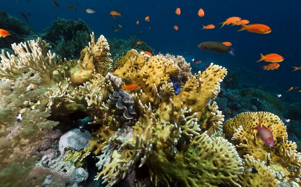 Vida submarina tropical en el Mar Rojo . —  Fotos de Stock